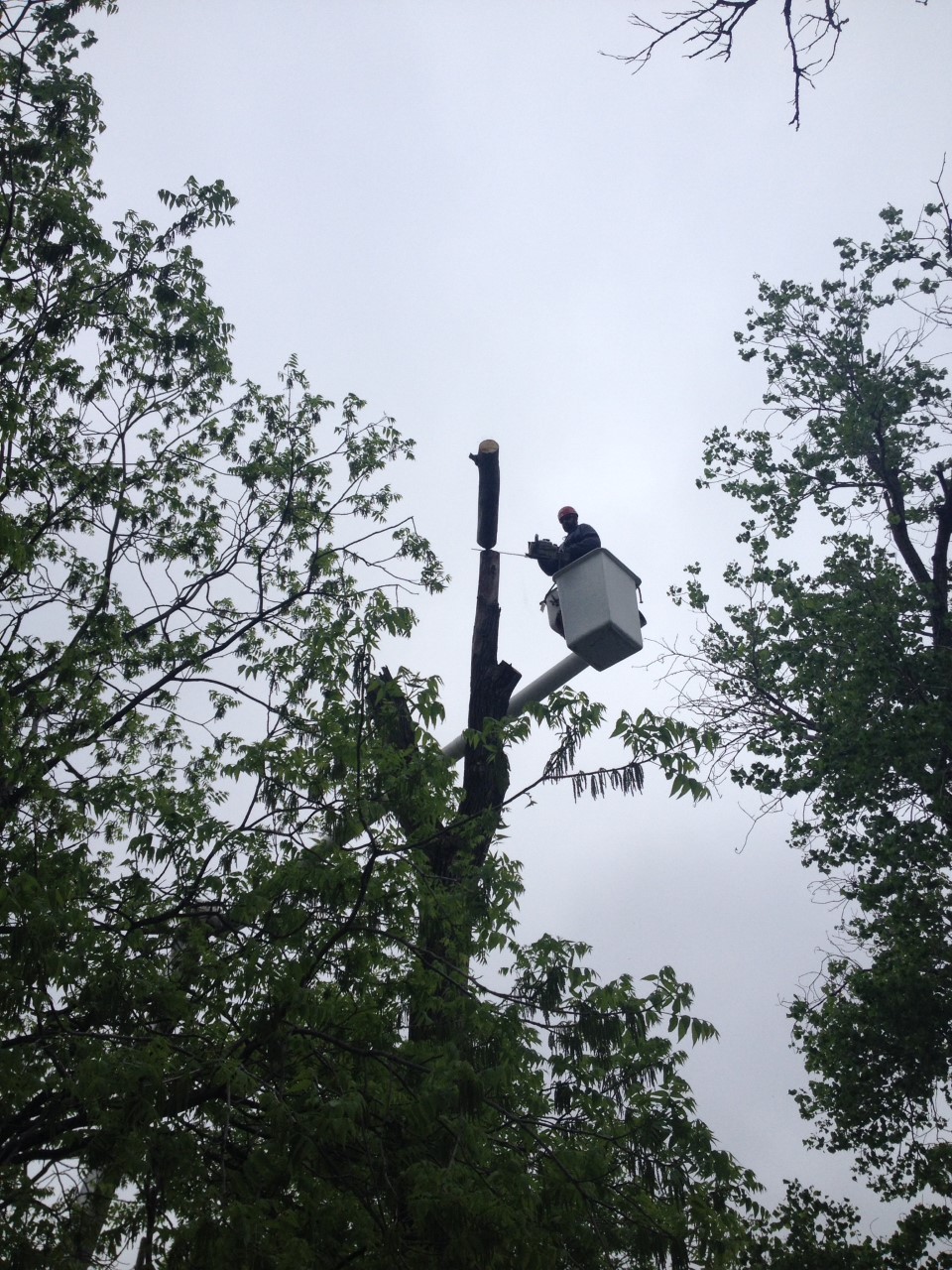 Lineman Cutting Tree