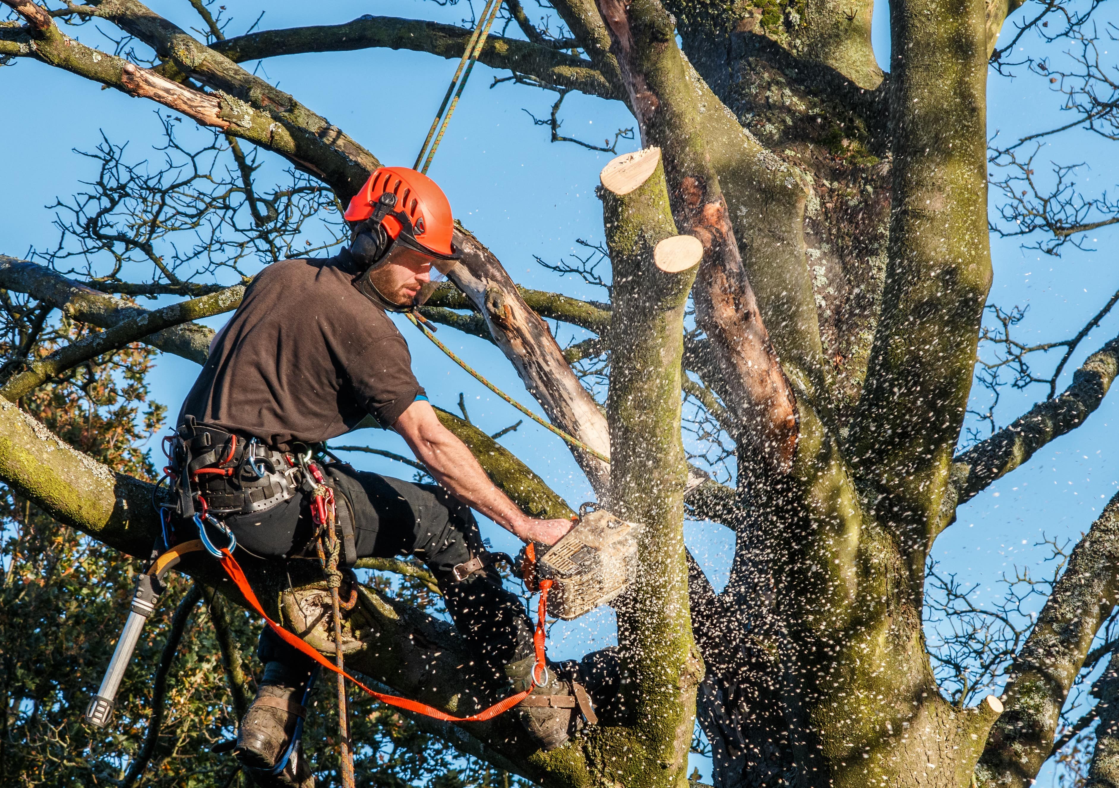 Tree Surgeon Using A Chainsaw To Cut Branches