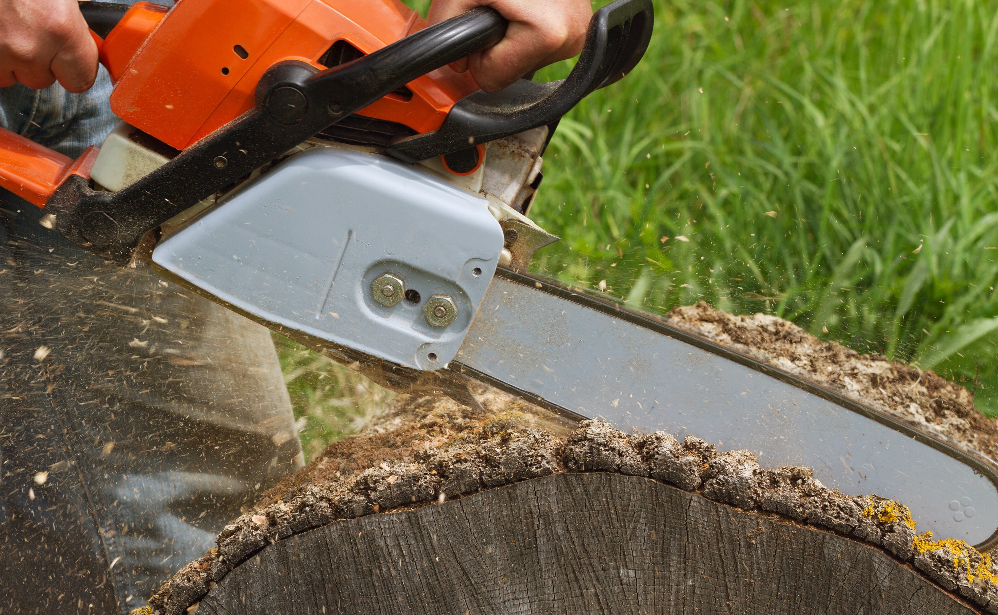 Man Cuts A Fallen Tree