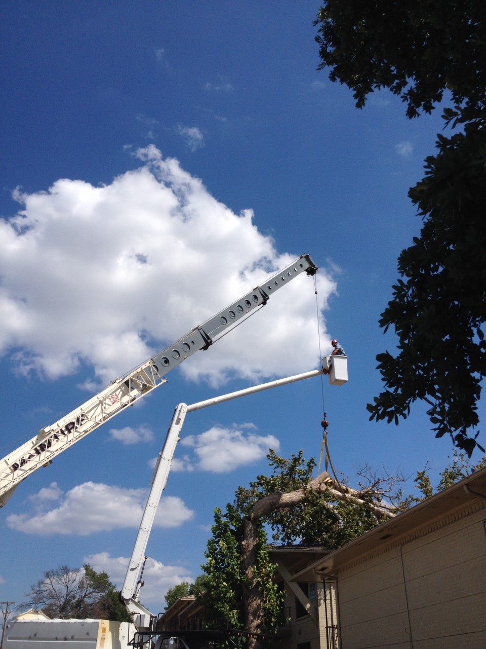 Lineman With Crane Lifting Tree