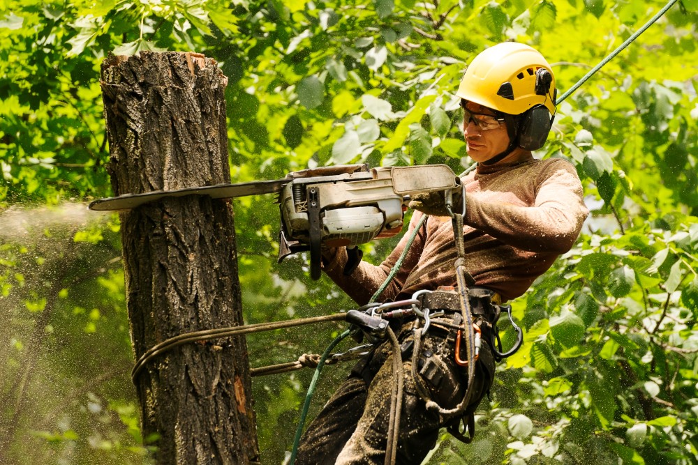 An Arborist Cutting A Tree With A Chainsaw